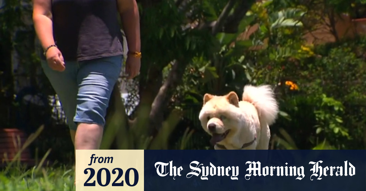 Video Gold Coast pet theft investigator reveals tips to keep pets safe